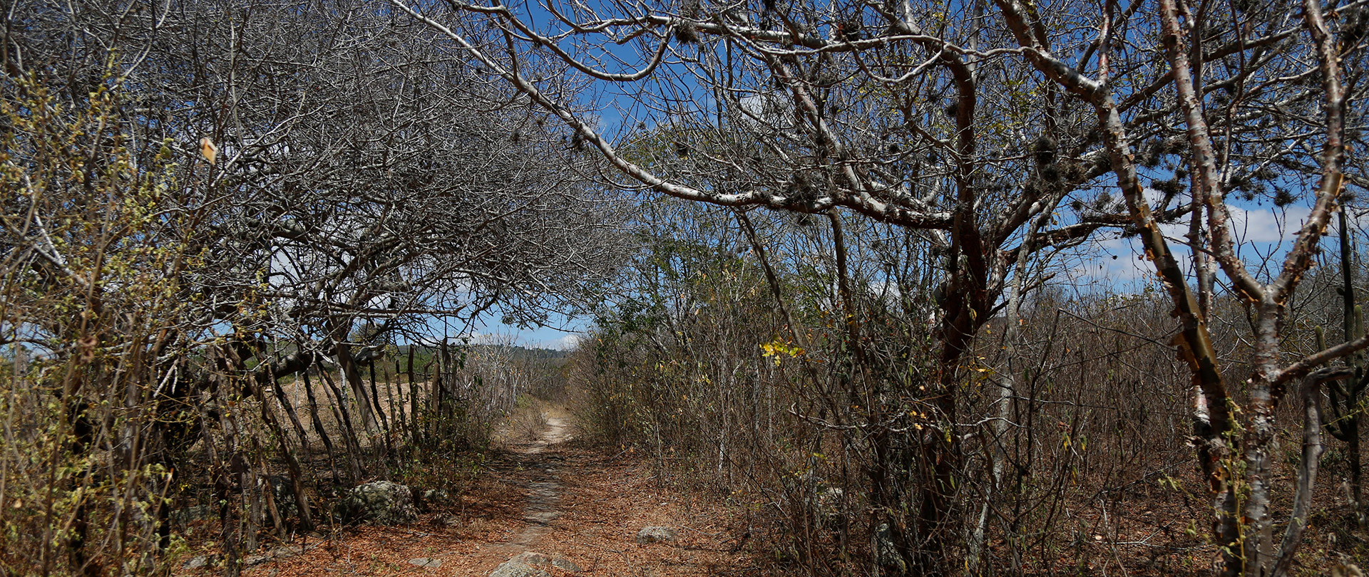 O acesso à Pedra do Cachorro é feito por trilhas abertas no meio da vegetação da caatinga
